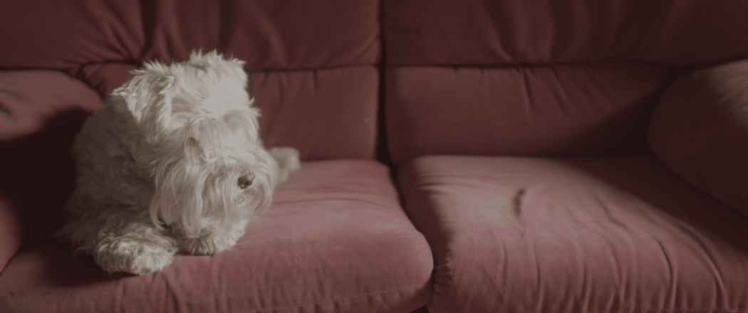 Projecte audiovisual